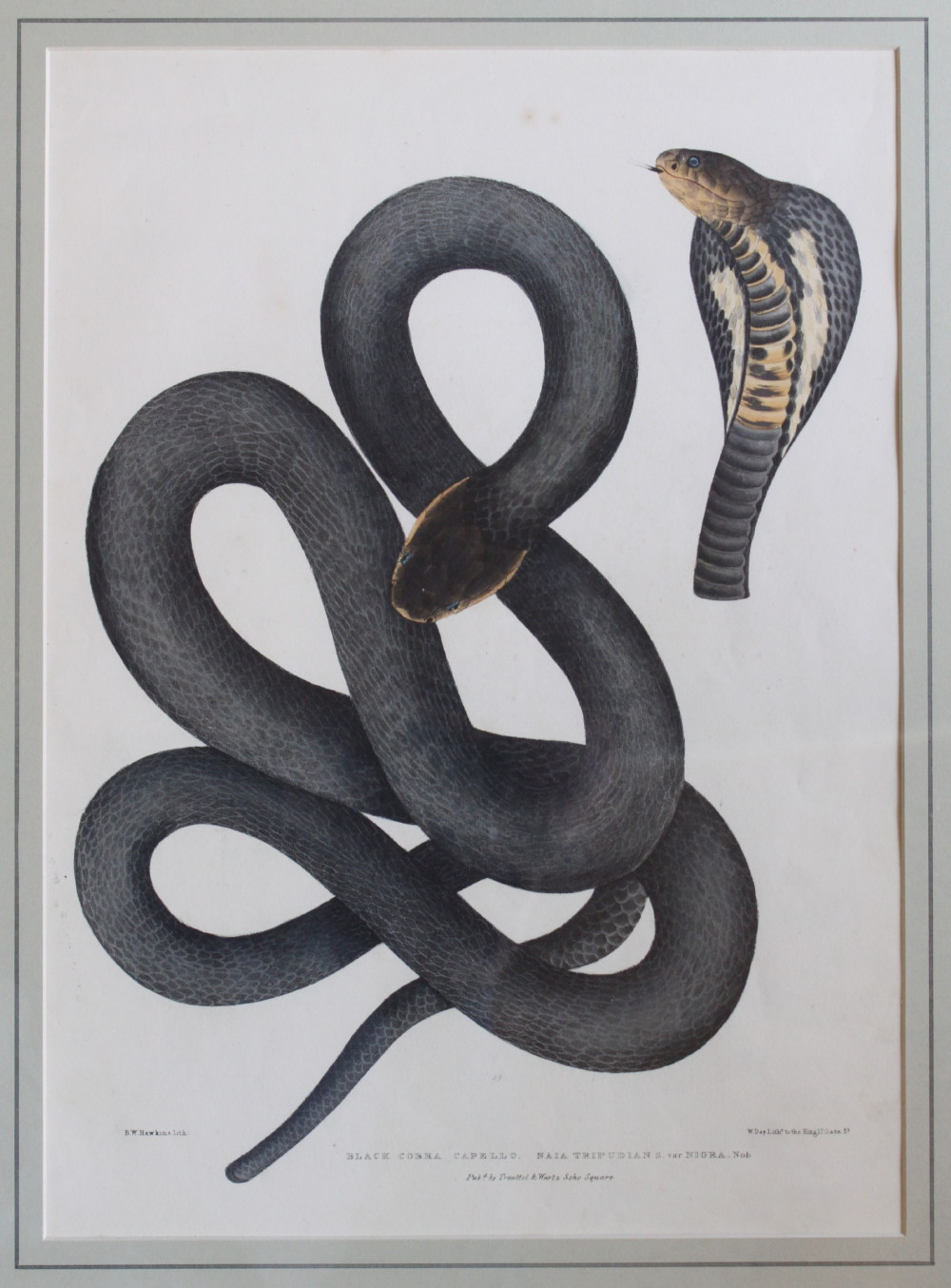 Image for Black Cobra Capello. Naia Tripudian S. var Nigra.