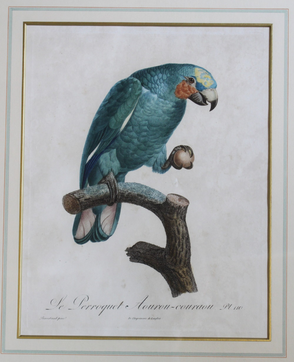 Image for Histoire Naturelle des Perroquets - Plate 110. Le Perroquet Aouro-courouy.