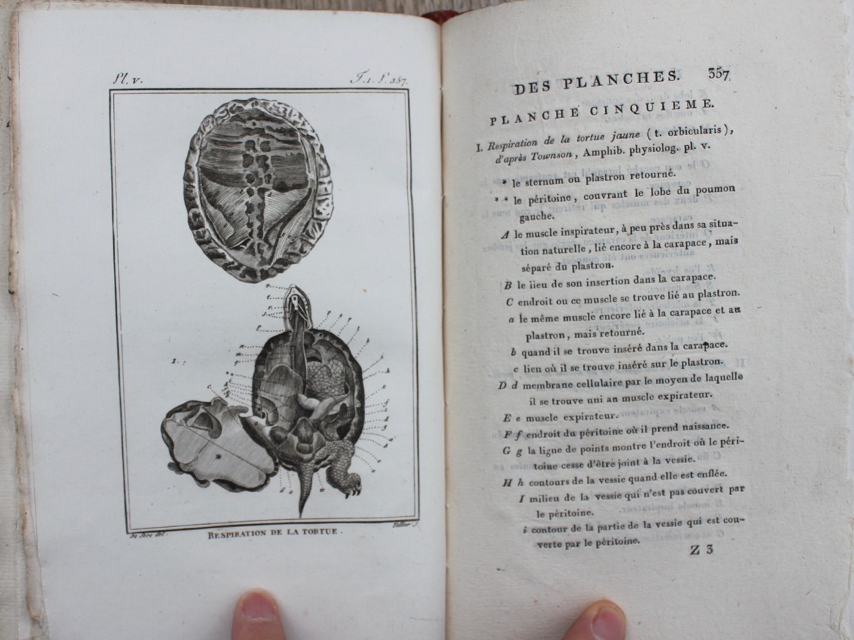 Image for Histoire naturelle, générale et particulière des reptiles.