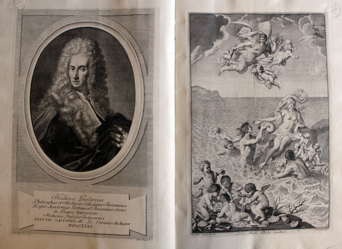Image for Index Testarum Conchyliorum Quae Adservantur in Museo...